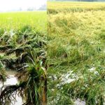 দুপচাঁচিয়ায় কৃষকের স্বপ্ন পানিতে ভেসে যাওয়ার আশঙ্কা