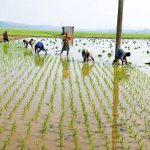 উল্লাপাড়া-সলঙ্গায় বোরো রোপণে ব্যস্ত কৃষক