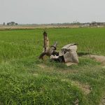 ডিজেল সংকটে সেচ ব্যহত বোরো উৎপাদন নিয়ে শঙ্কা