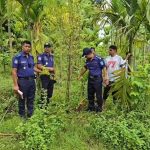 কুড়িগ্রামে সুপারির বাগানে গাঁজা চাষ: অভিযান চালিয়ে চারটি গাঁজা গাছ জব্দ করল পুলিশ